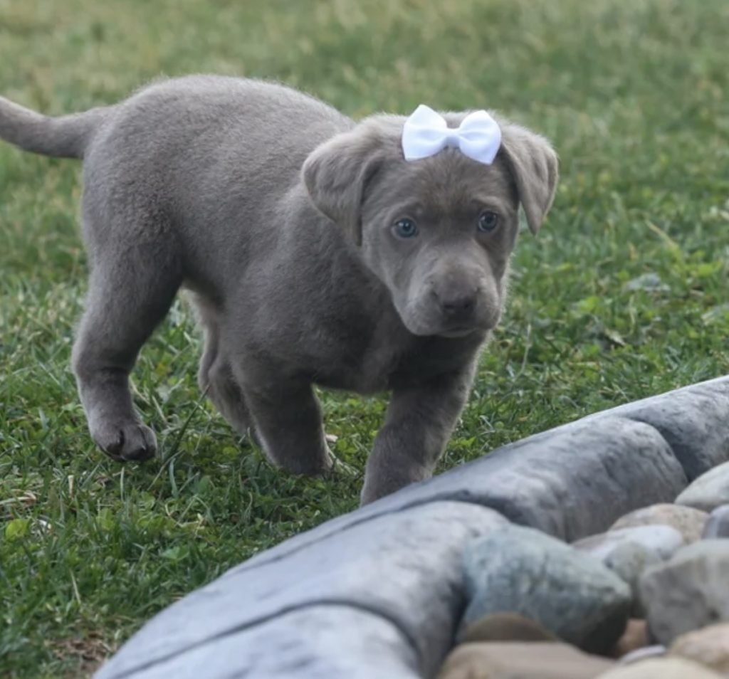 Labrador Retriever – Shadow