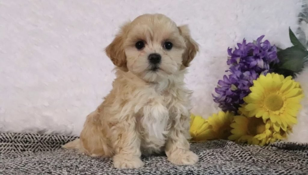 Maltipoo – Shelley