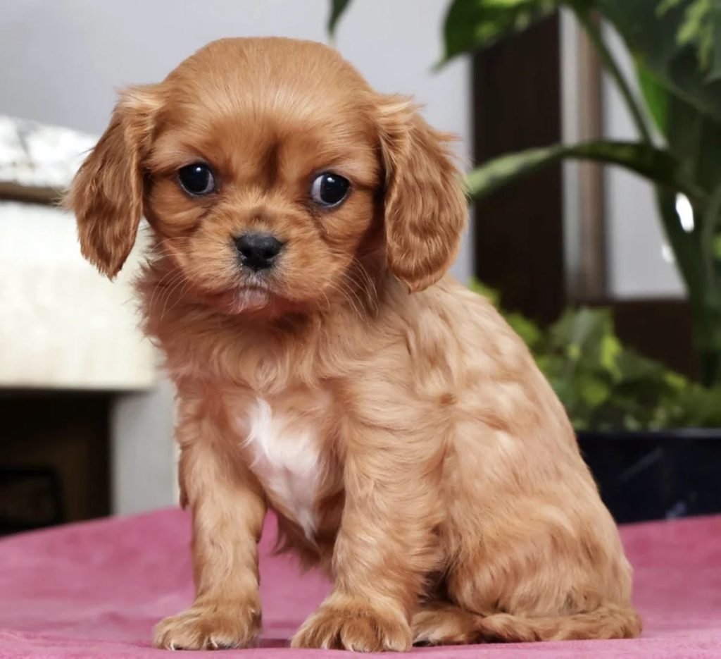 Cavalier King Charles – Abigail