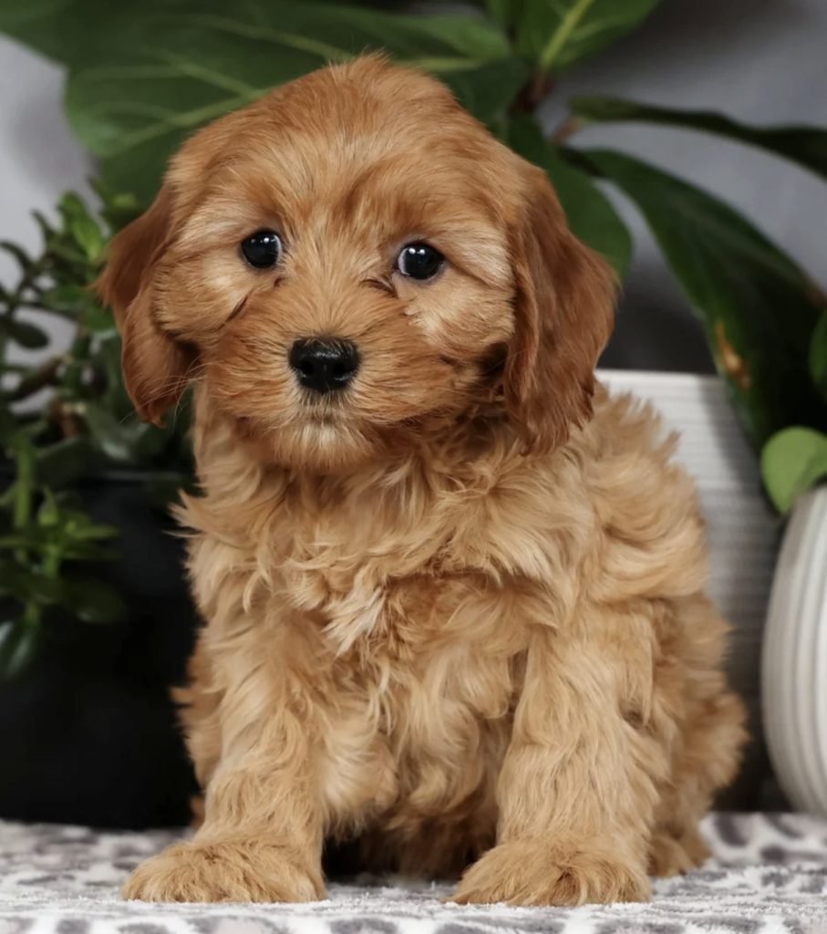 Cavapoo – Cinnamon