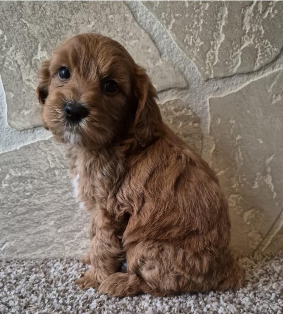 Cavapoo – Bentley