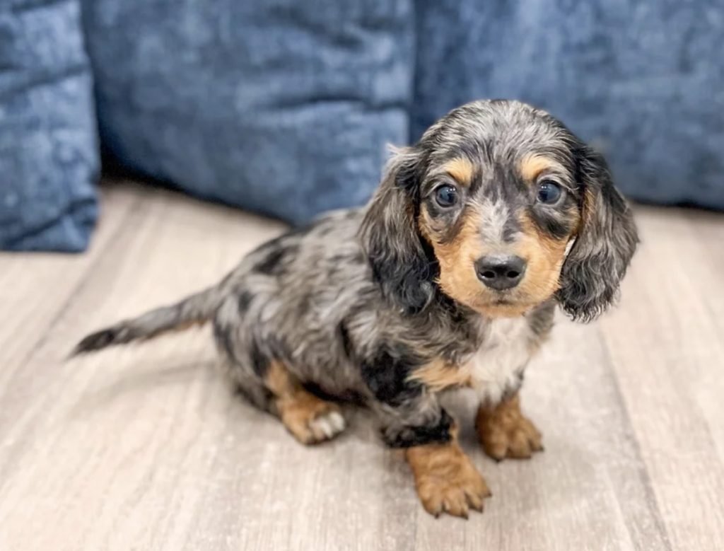 Miniature Dachsund – Willy