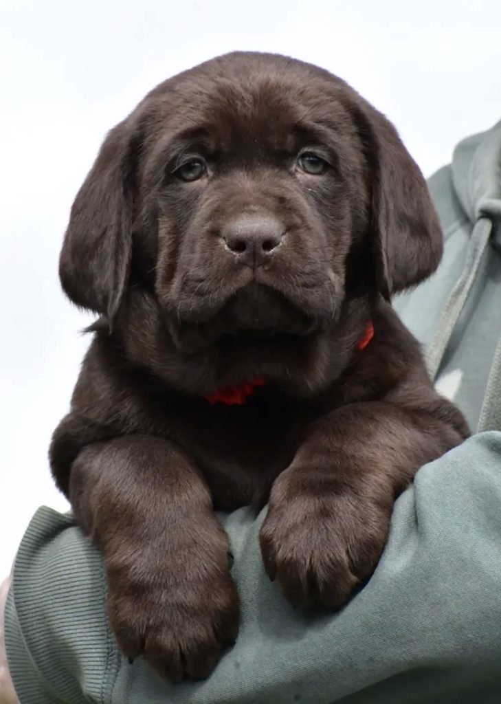 Labrador Retriever – Molly