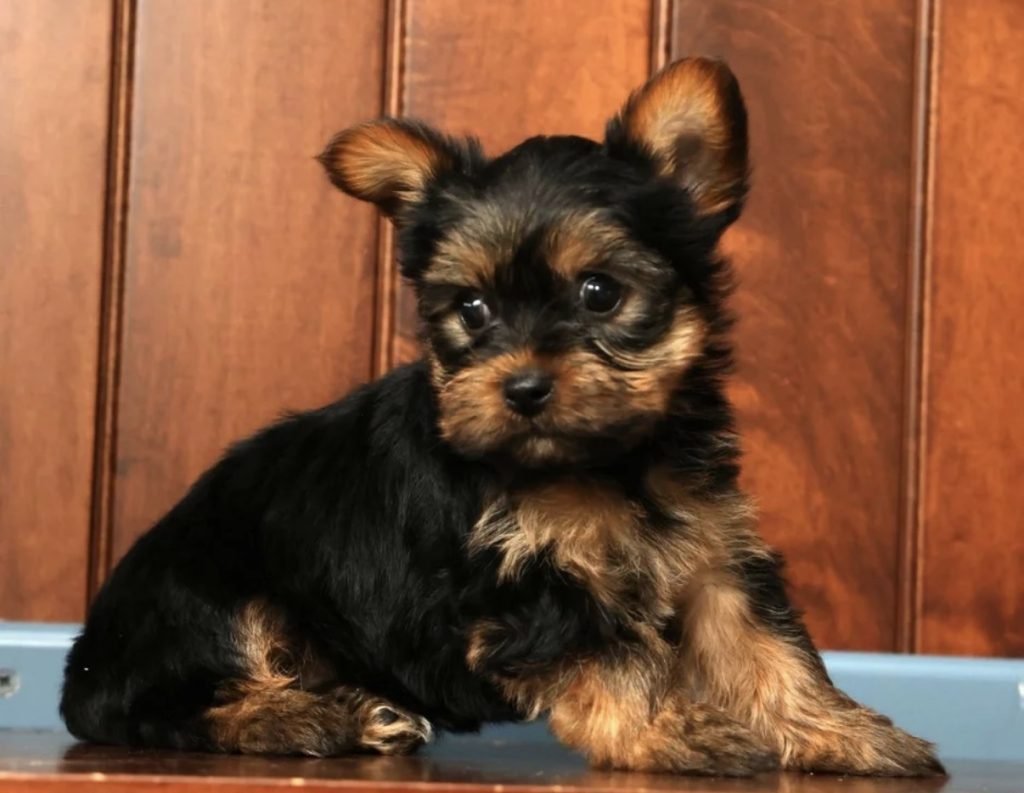 Yorkshire Terrier – Sandy