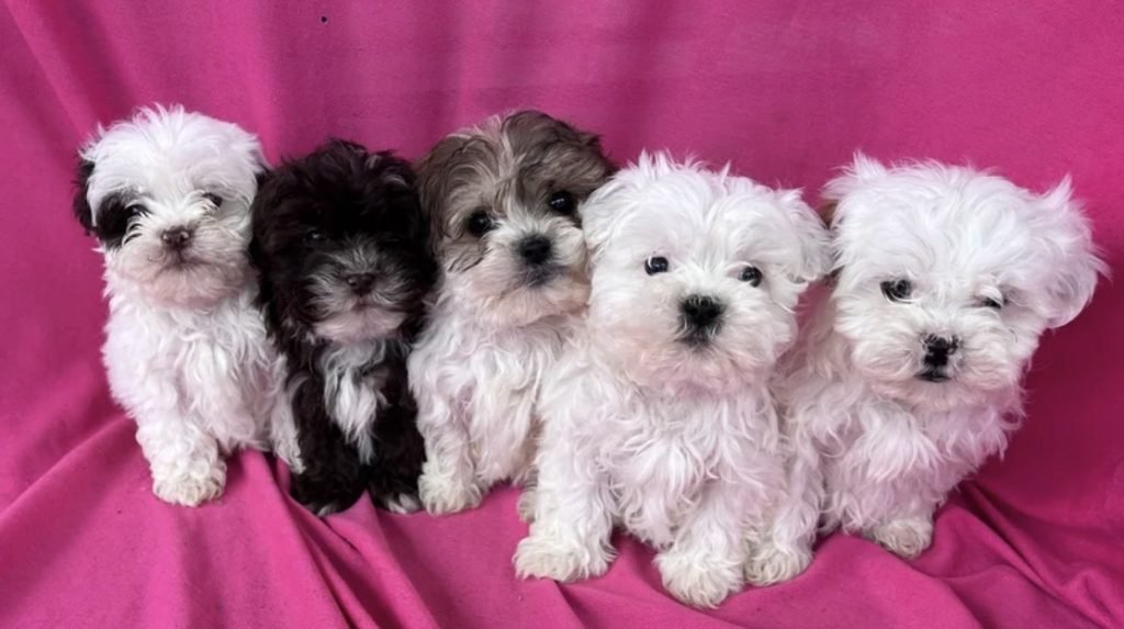Shihpoo