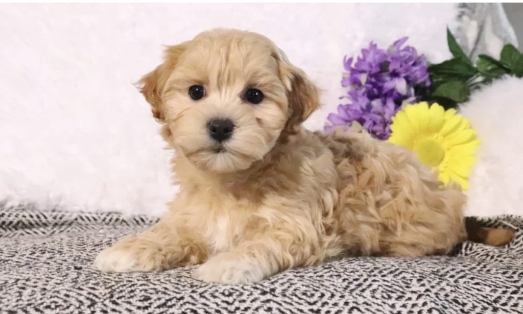 Maltipoo – Beth