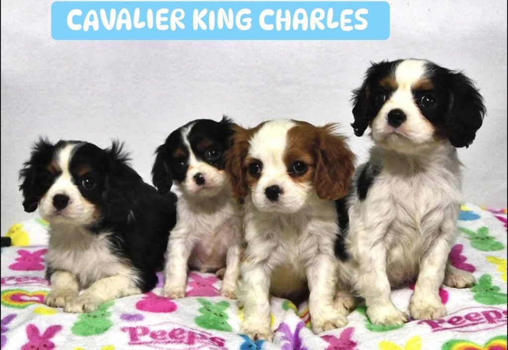Cavalier King Charles
