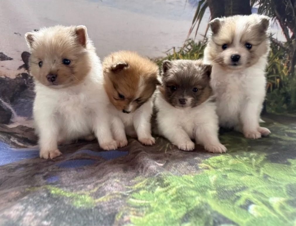 Pomeranian