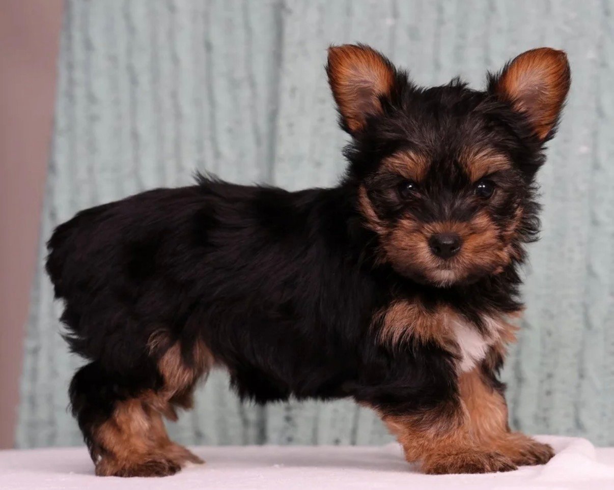 Yorkshire Terrier - Johnny