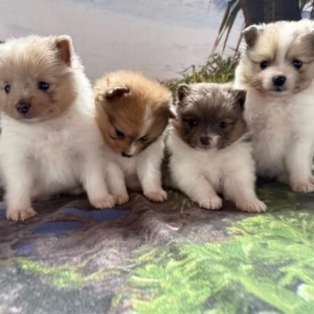 Pomeranian