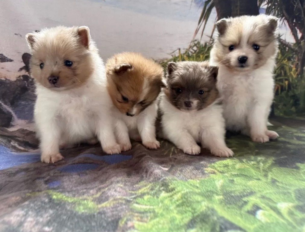 Pomeranian