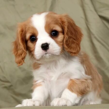 Cavalier King Charles - Rocky
