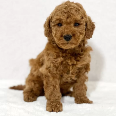 Mini Goldendoodle - Kairo