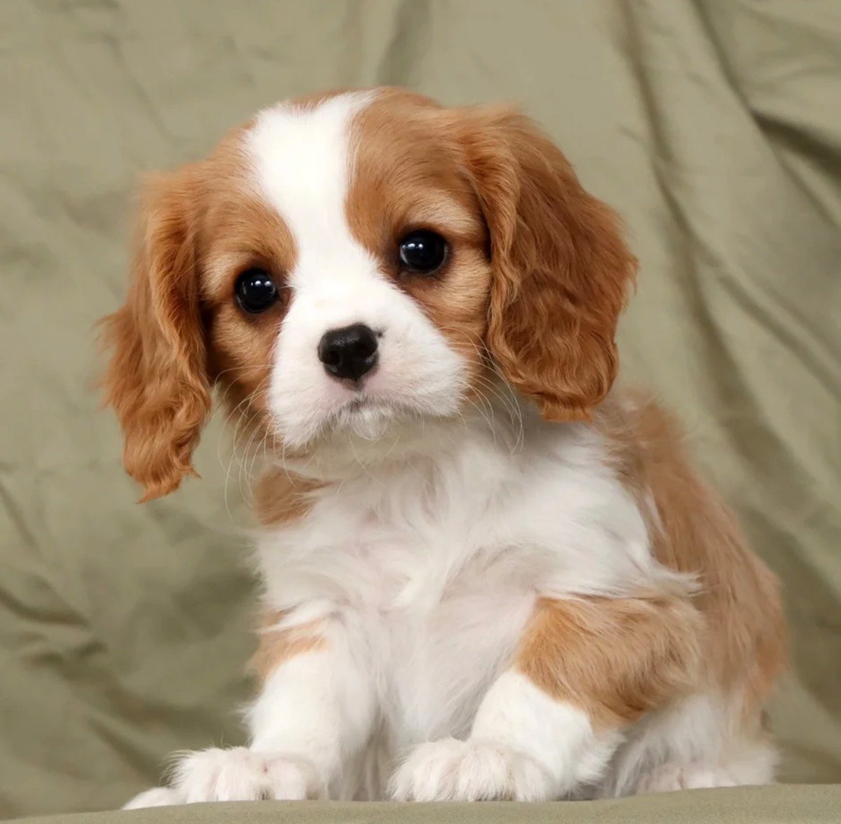 Cavalier King Charles - Rocky