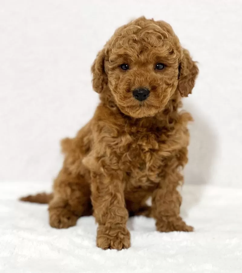 Mini Goldendoodle - Kairo