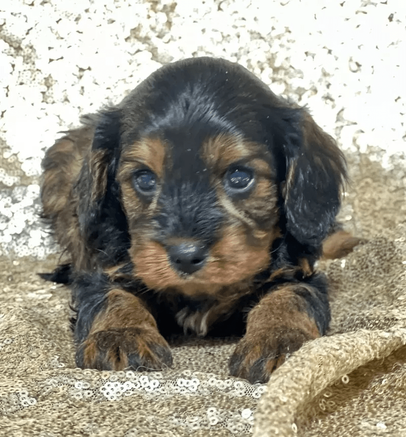 Cavapoo - Bentley
