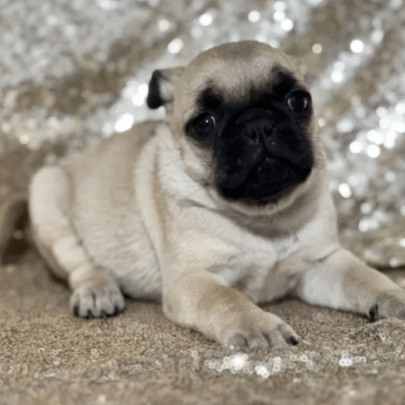 Pug - Bitsy