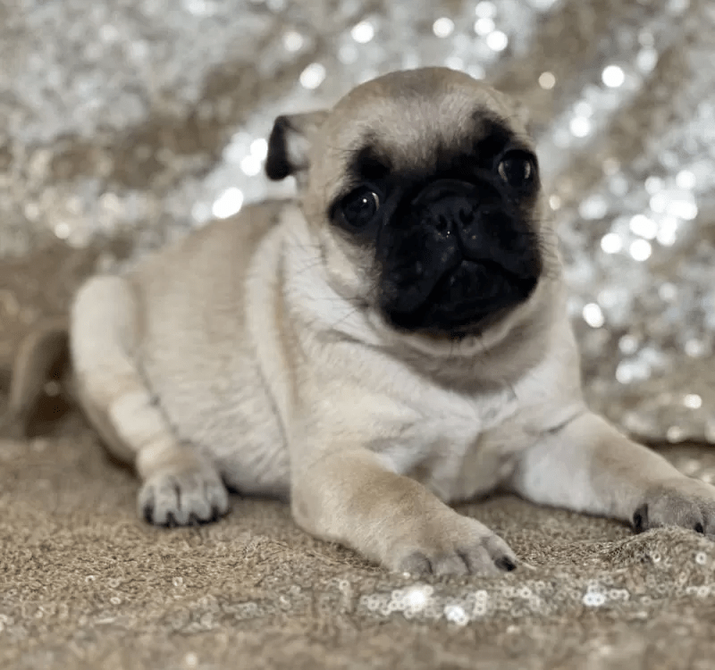 Pug - Bitsy