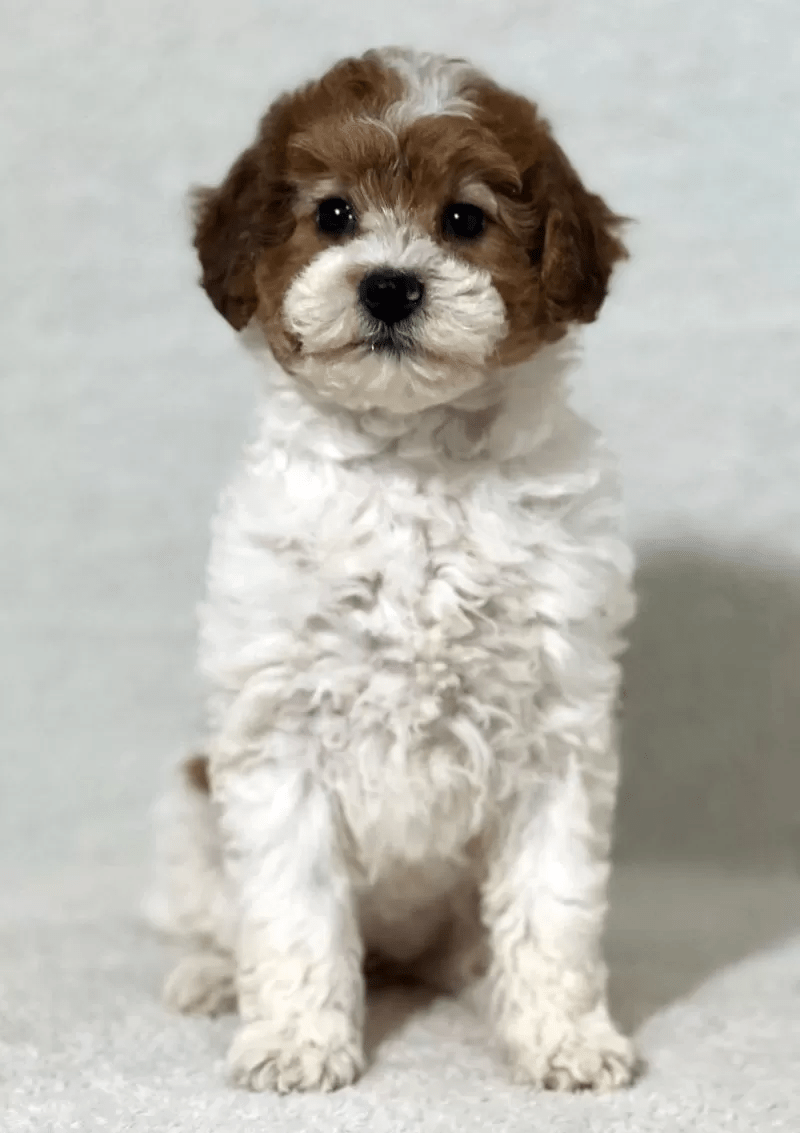Miniature Poodle - Tiny