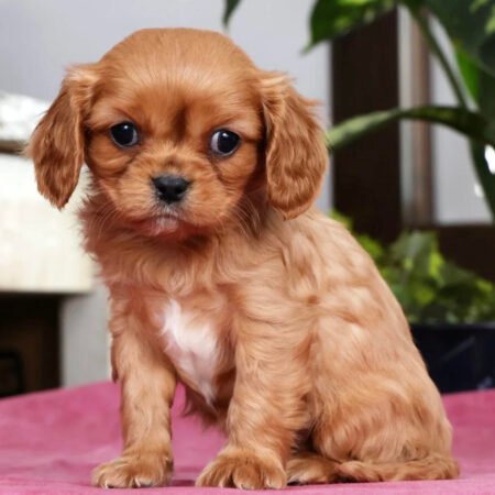 Cavalier King Charles - Abigail