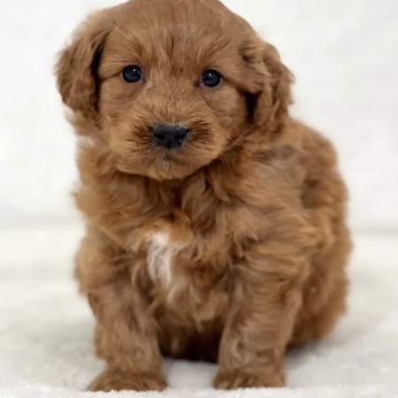 Mini Goldendoodle - Rango