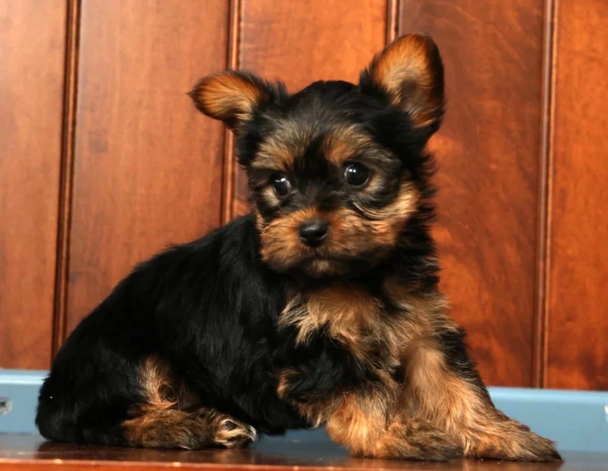 Yorkshire Terrier - Sandy