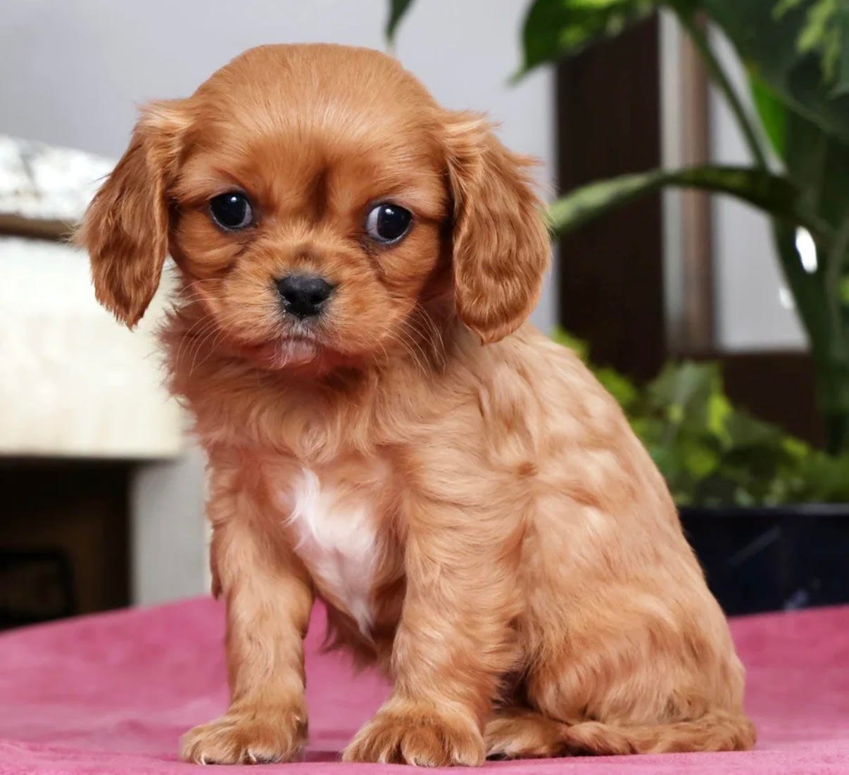 Cavalier King Charles - Abigail