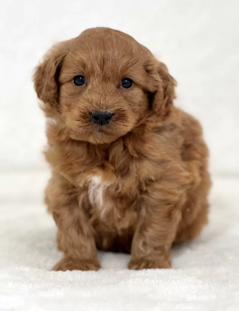 Mini Goldendoodle - Rango