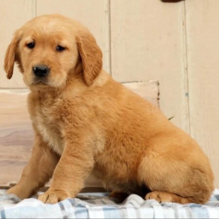 Golden Retriever - Beverly