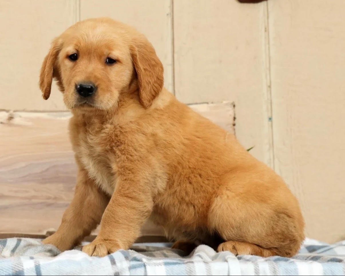 Golden Retriever - Beverly