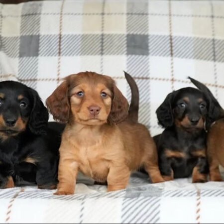 Miniature Dachsund- Mini Dachsund