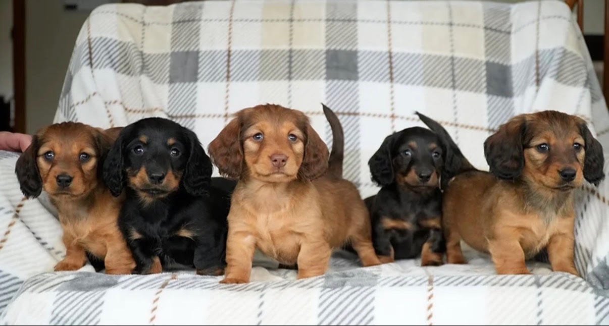Miniature Dachsund- Mini Dachsund