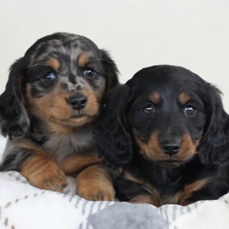 Miniature Dachsund - Mini Dachsund