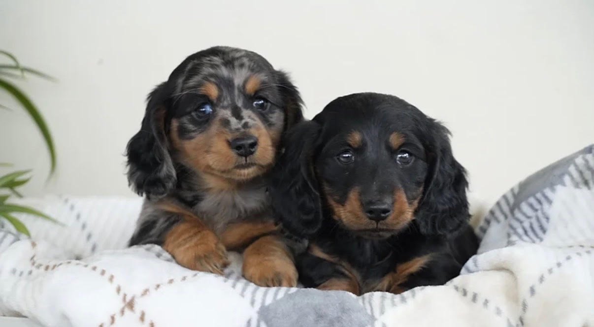 Miniature Dachsund - Mini Dachsund