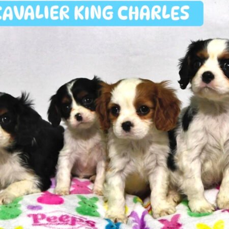 Cavalier King Charles