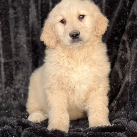 Golden Doodle - Watson