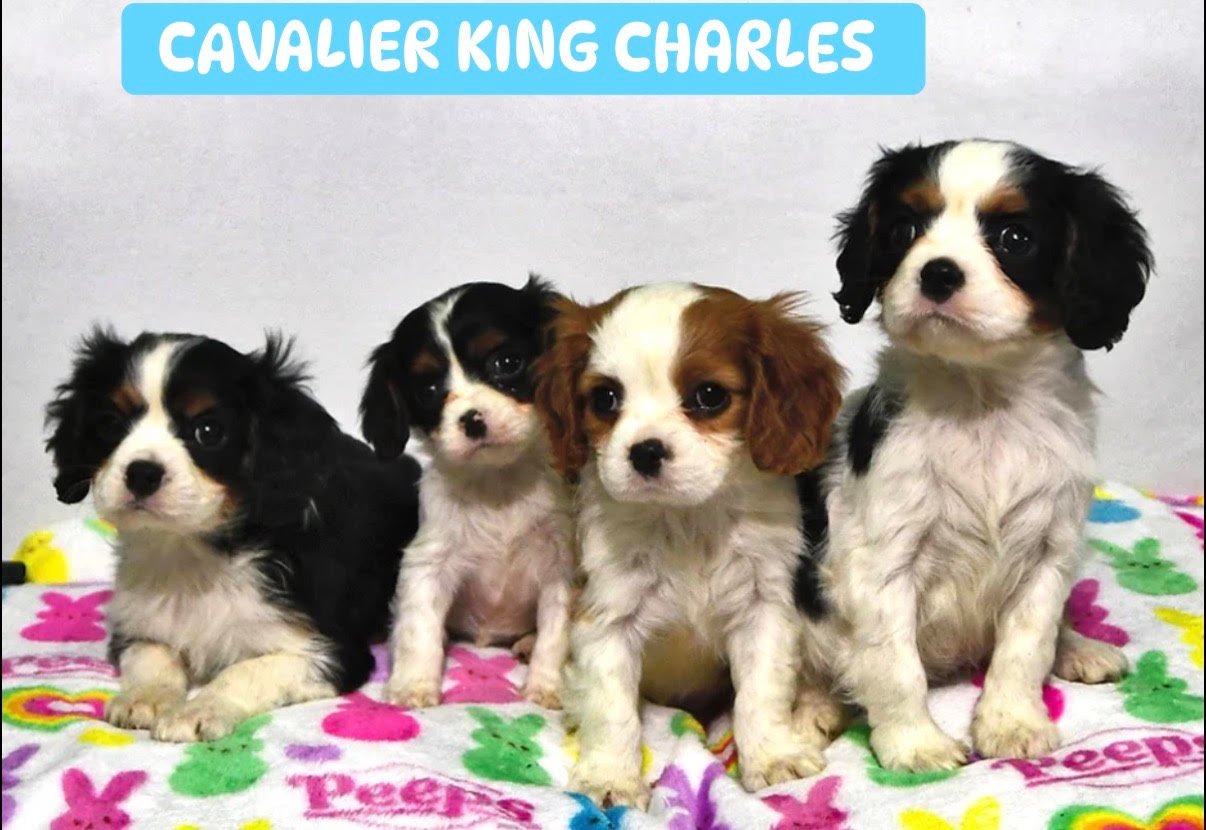 Cavalier King Charles