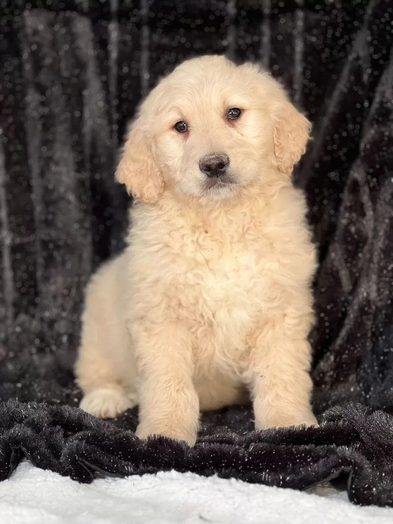 Golden Doodle - Watson
