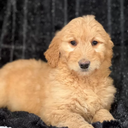 Golden Doodle - Winnie