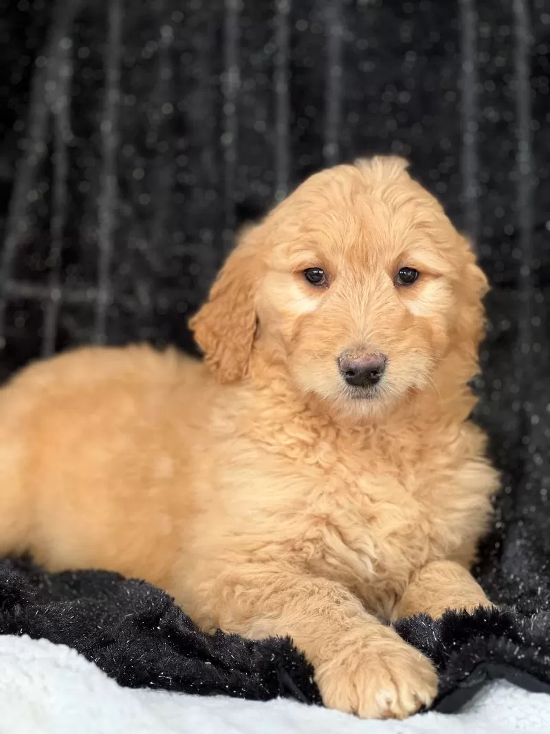 Golden Doodle - Winnie
