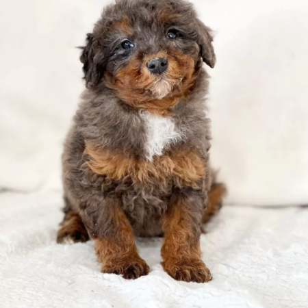Miniature Poodle - Griffon