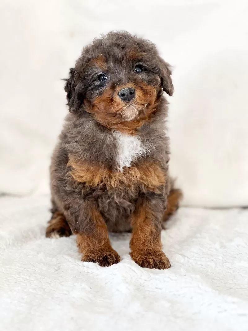 Miniature Poodle - Griffon