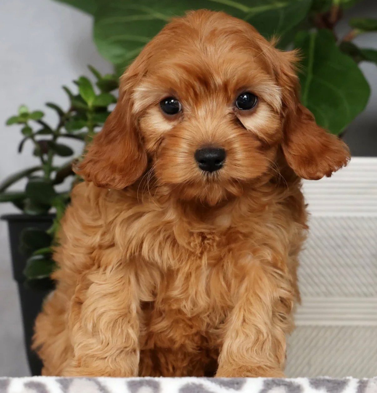 Cavapoo - Ginger