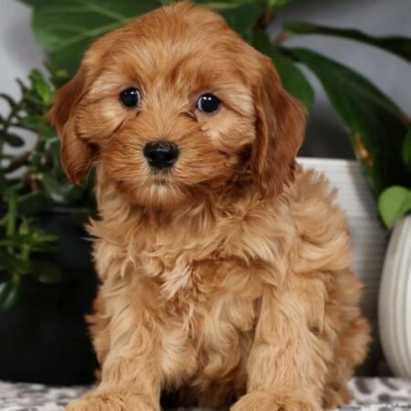 Cavapoo - Cinnamon