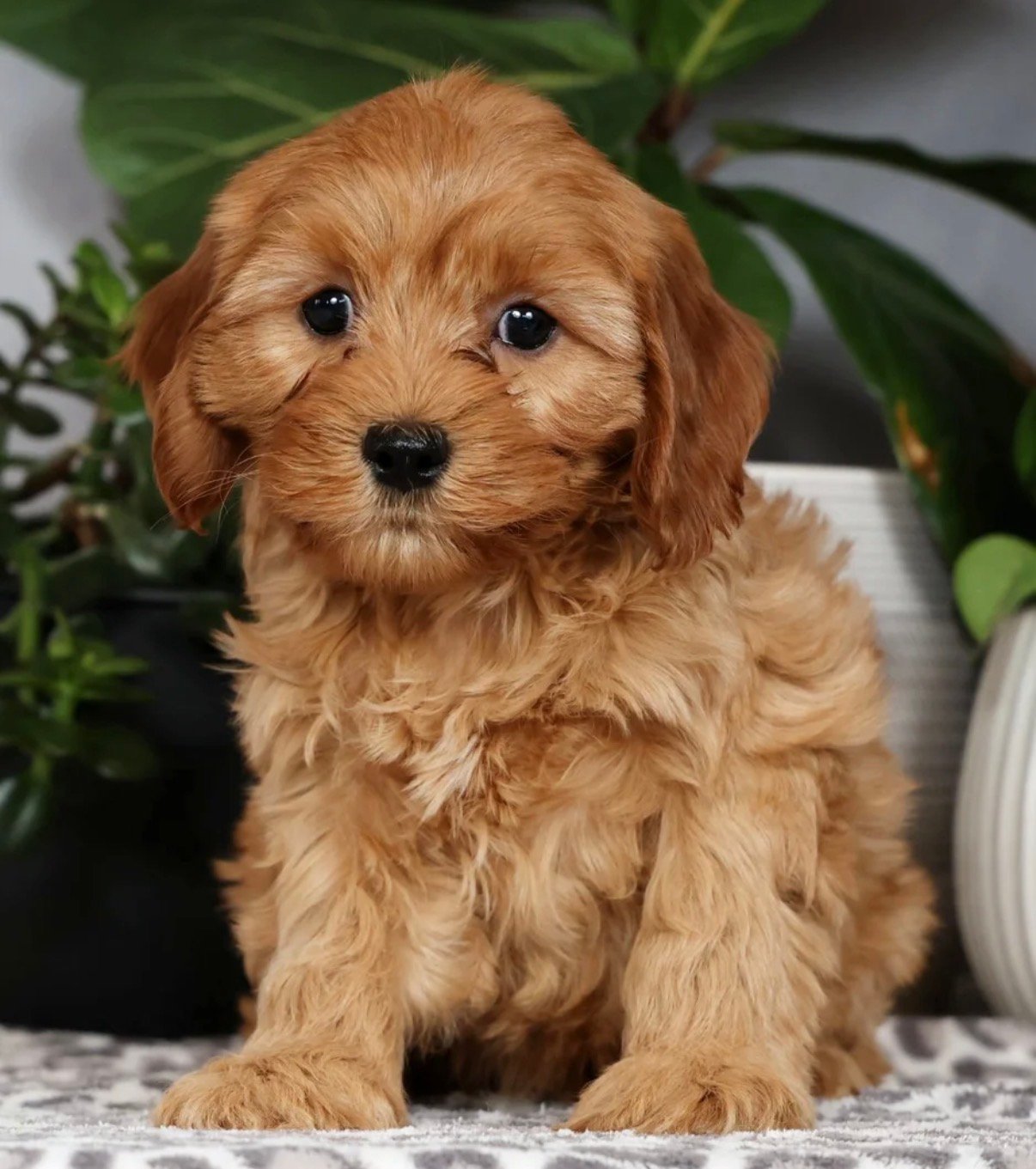 Cavapoo - Cinnamon