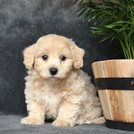 Maltipoo - Frankie