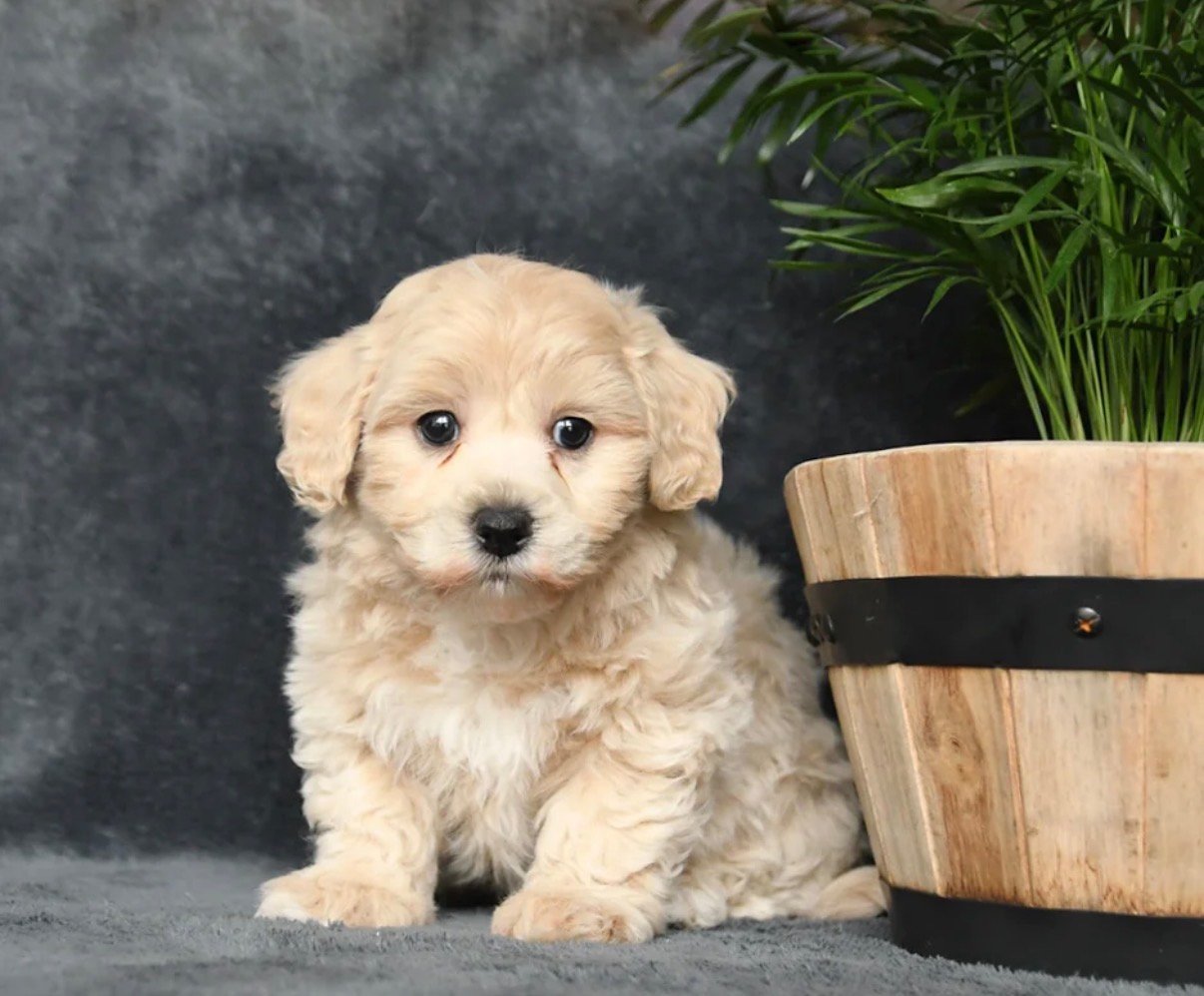 Maltipoo - Frankie