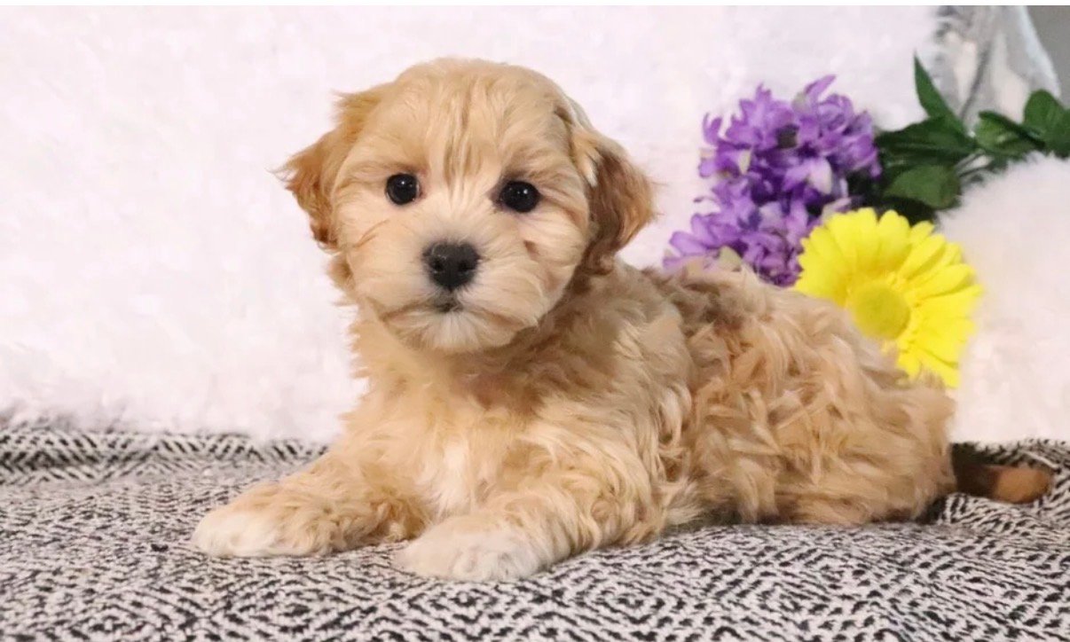 Maltipoo - Beth