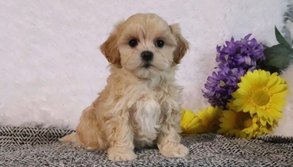 Maltipoo - Shelley