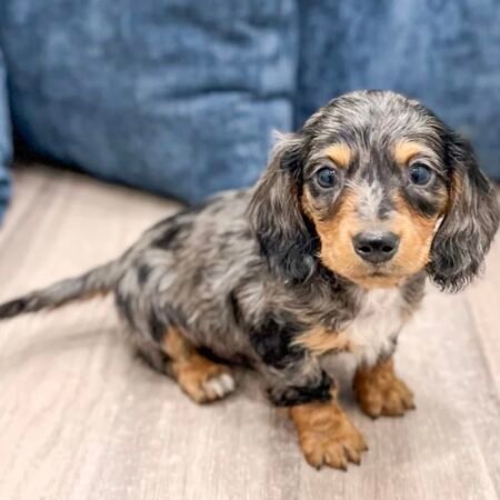 Miniature Dachsund - Cupcake